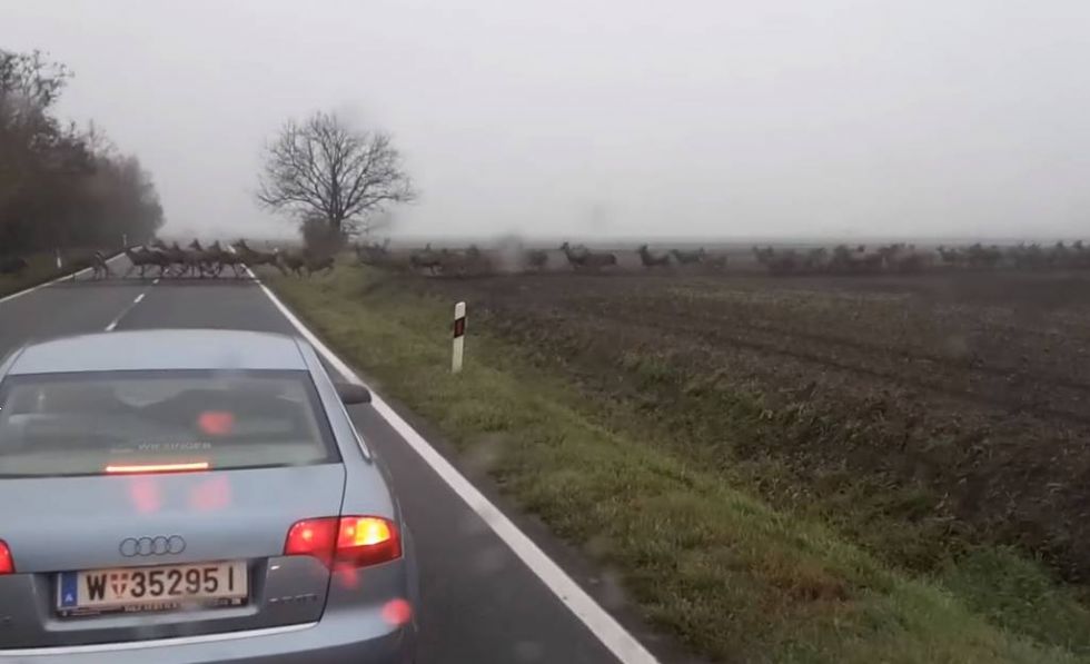 Tisoč jelenov in prehod čez cesto