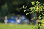 Pridna muca, poredna muca ali preporod Pume - fotografija 32