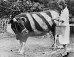 Ukrepi za izboljšanje prometne varnosti v medvojni Britaniji - fotografija 1
