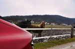 Jahanje električnega ponija - fotografija 37