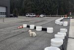 Zelo posebna Alfa in dva Alfista, ki sta jo morala preizkusiti - fotografija 25